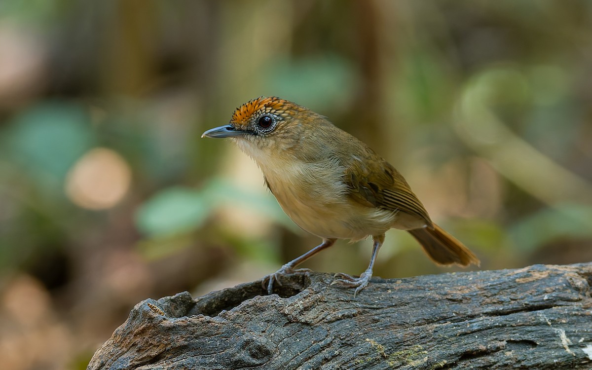 Scaly-crowned Babbler - Peter Kennerley
