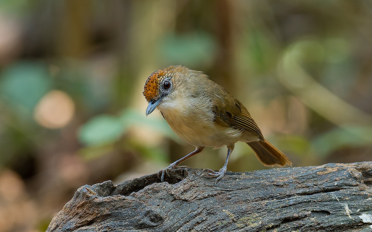 Scaly-crowned Babbler - ML616587520