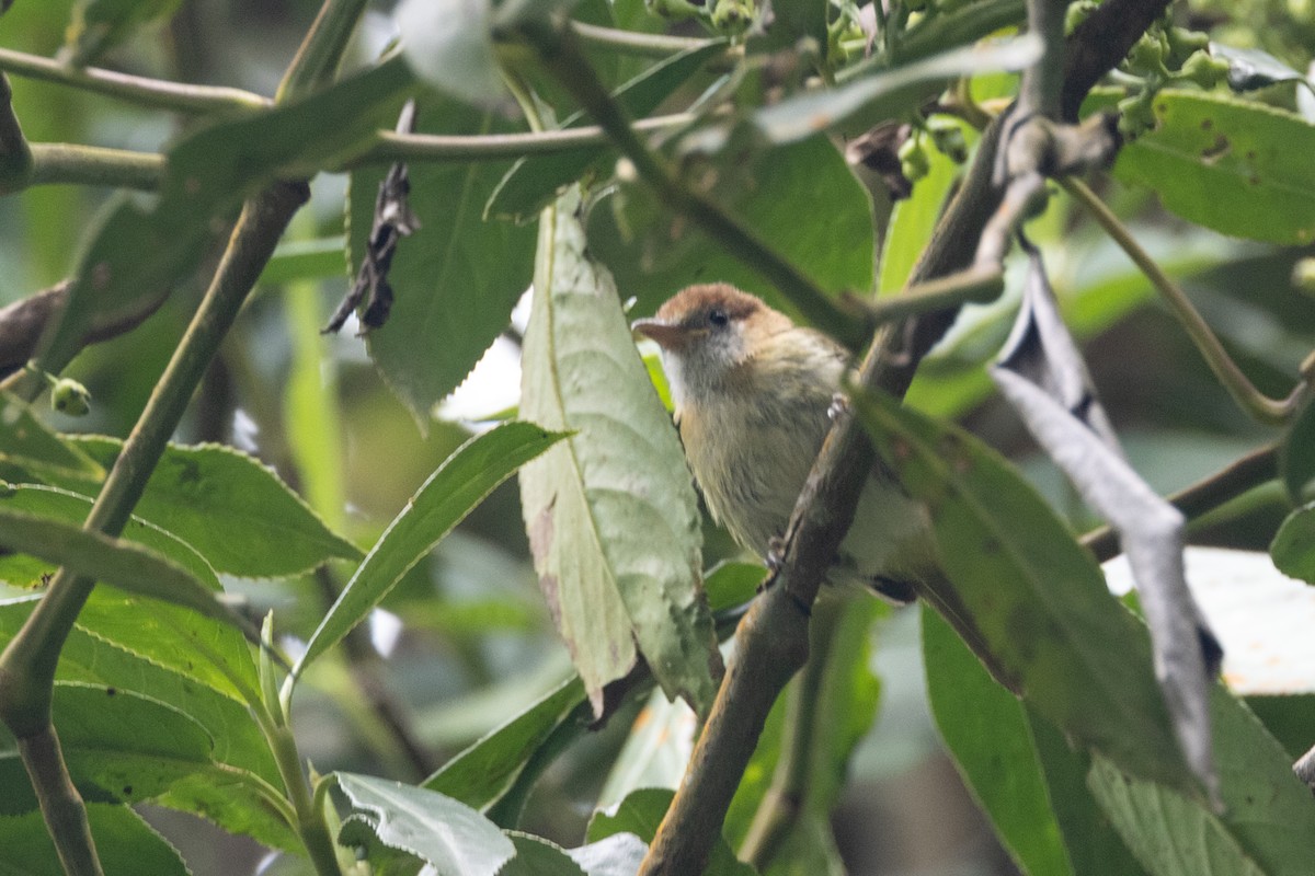 Rufous-naped Greenlet - ML616587621