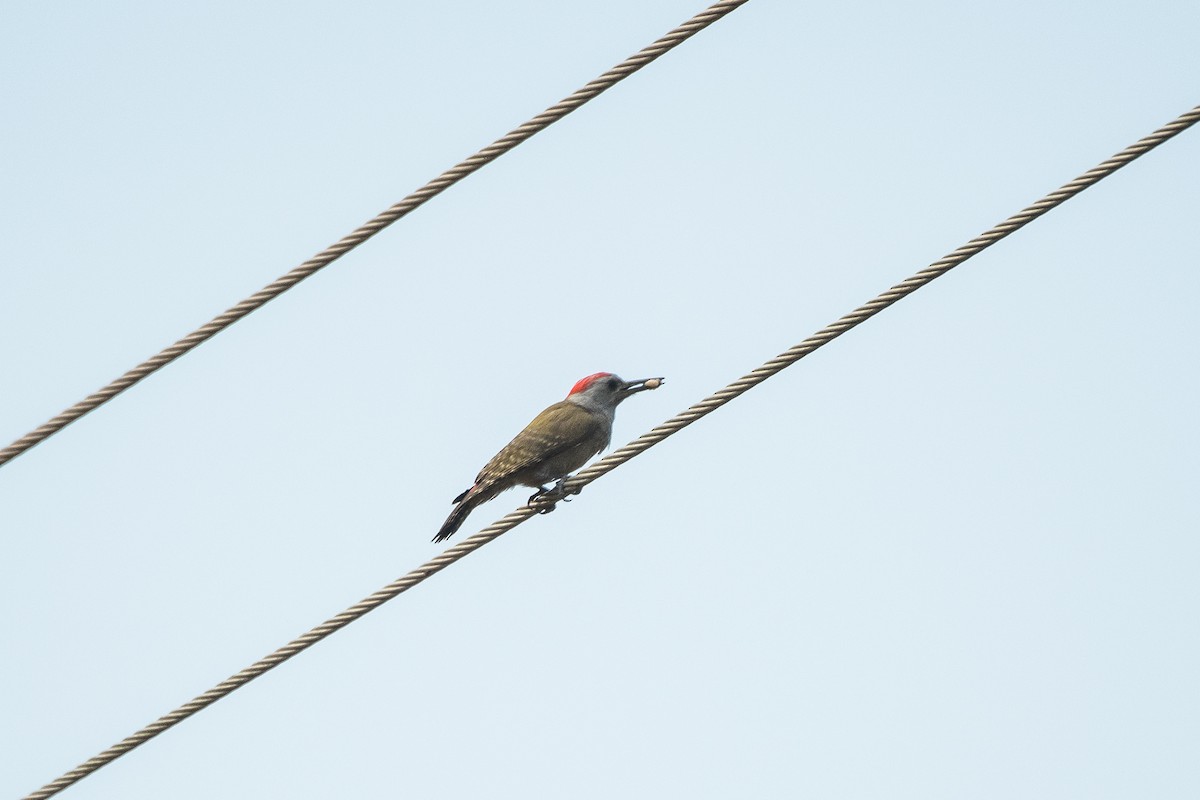 African Gray Woodpecker - ML616587628