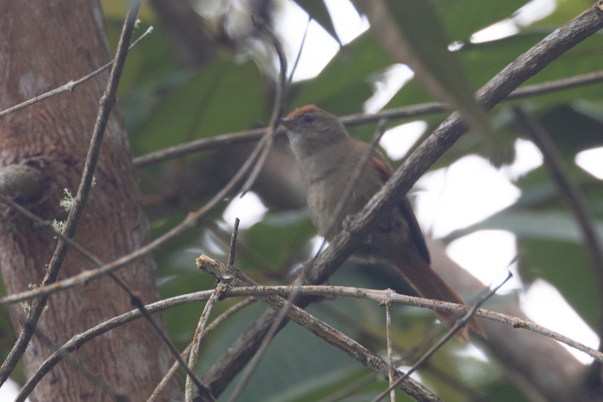Ash-browed Spinetail - ML616587636