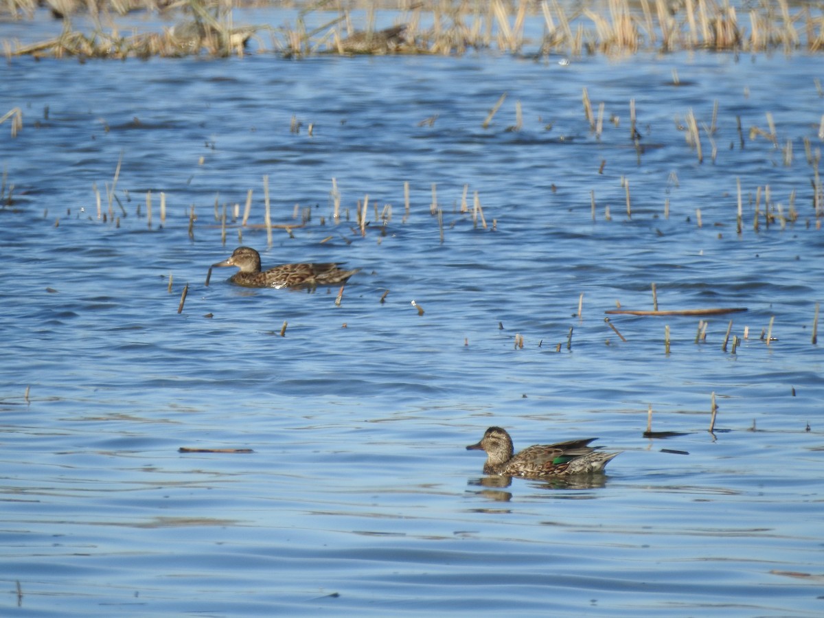 Green-winged Teal - ML616587703