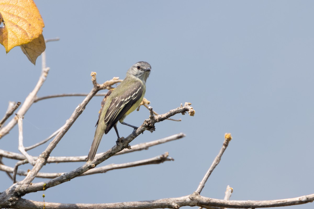 Yellow-crowned Tyrannulet - ML616587707