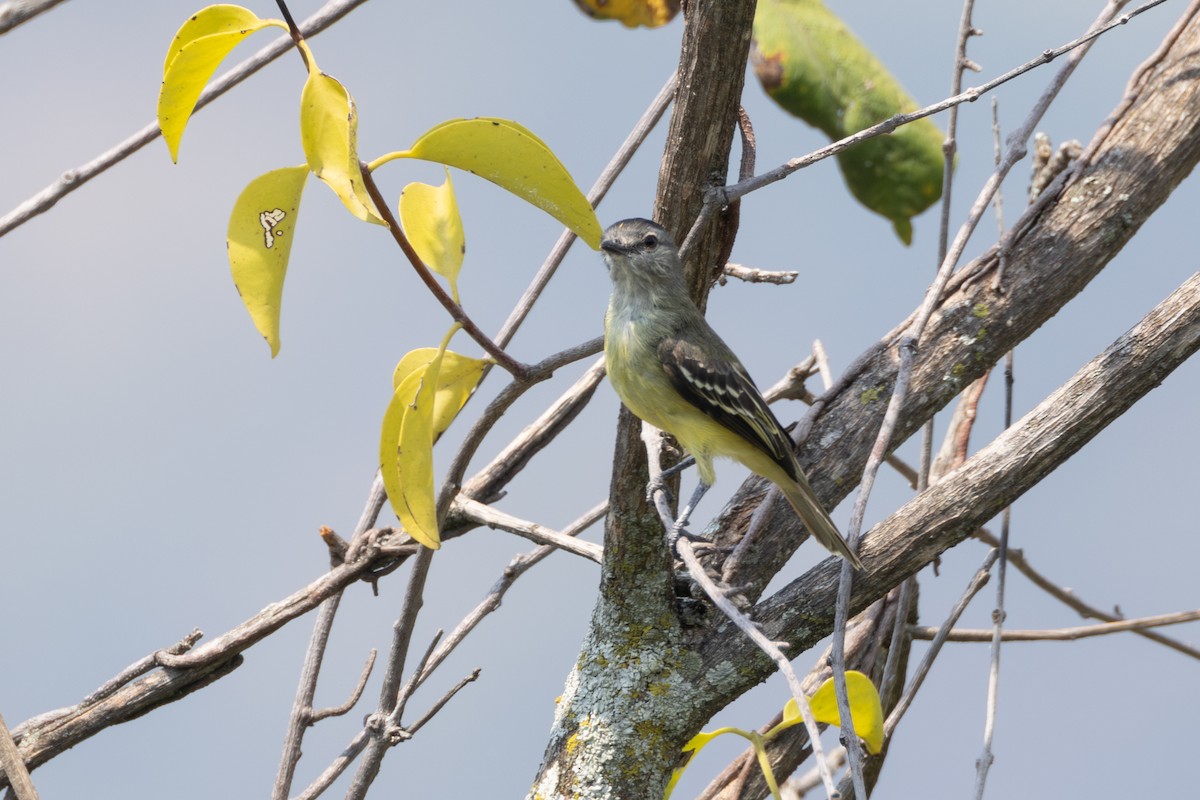 Yellow-crowned Tyrannulet - ML616587708
