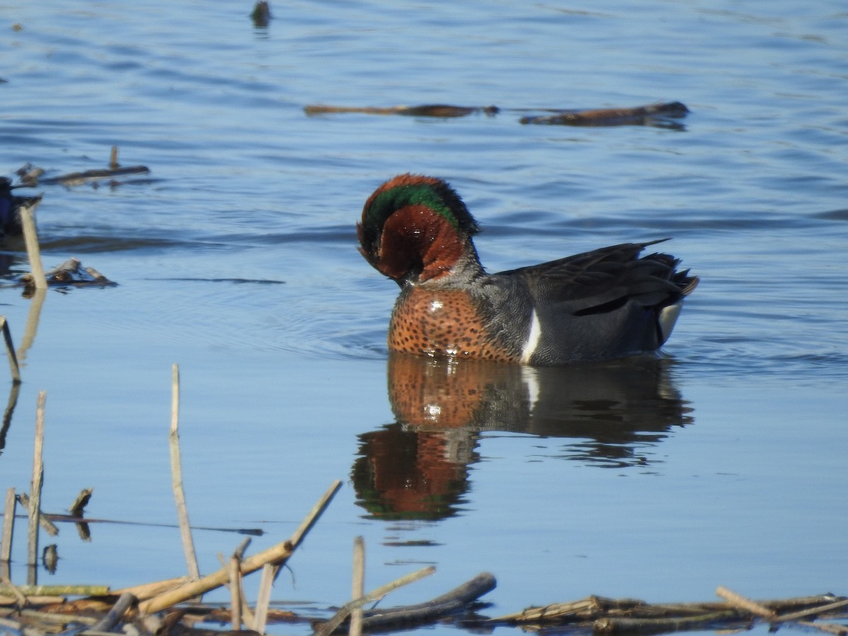 Green-winged Teal - ML616587720