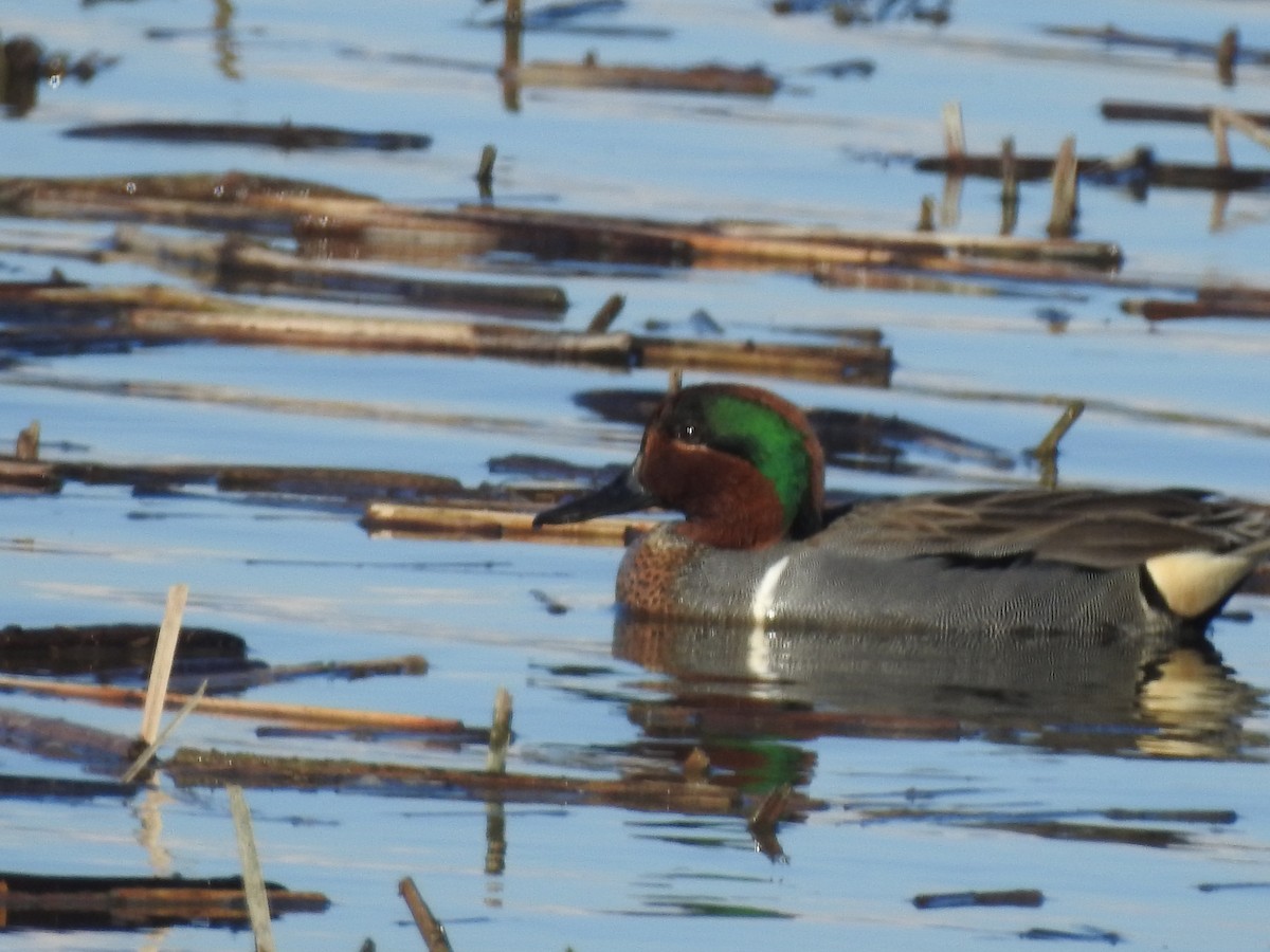 Green-winged Teal - ML616587729