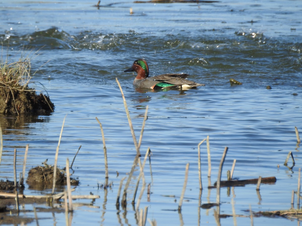 Green-winged Teal - ML616587740