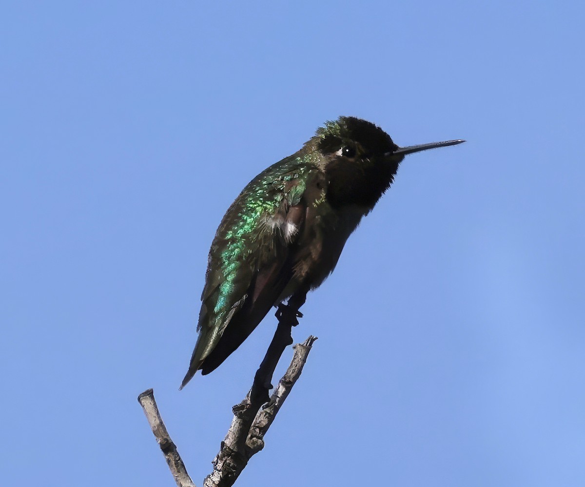 Anna's Hummingbird - ML616587820