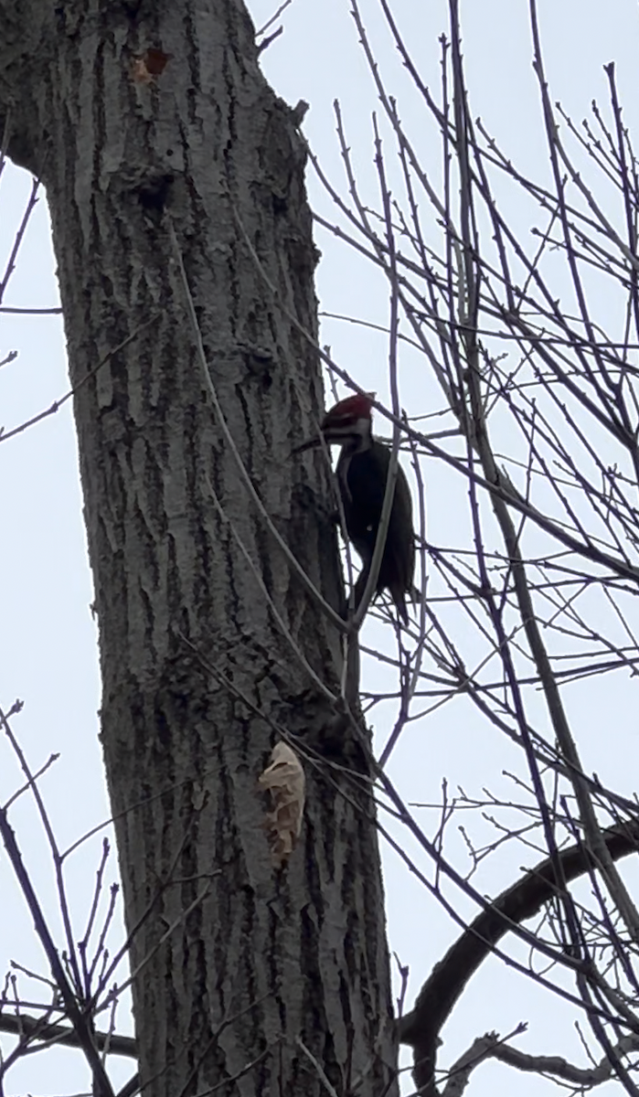 Pileated Woodpecker - Kyle Gray