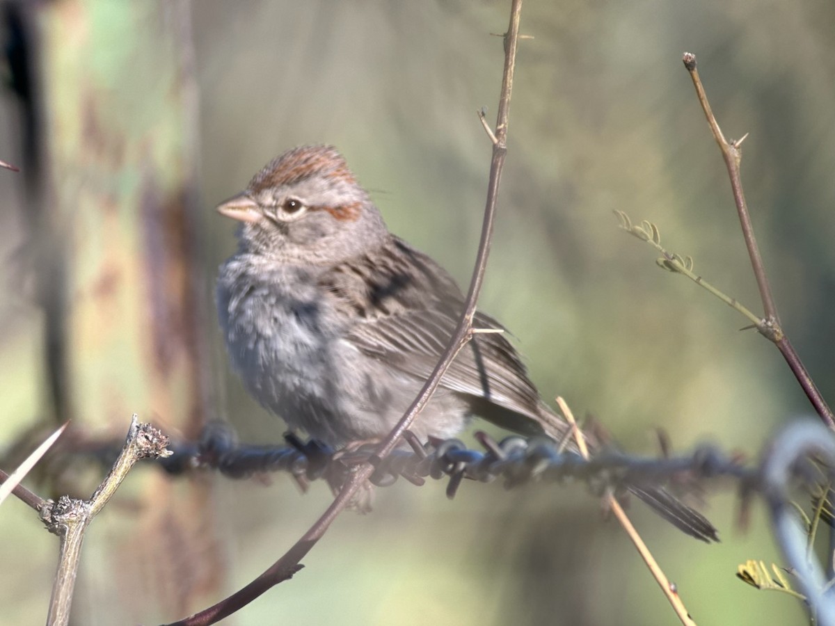 Rufous-winged Sparrow - ML616587833