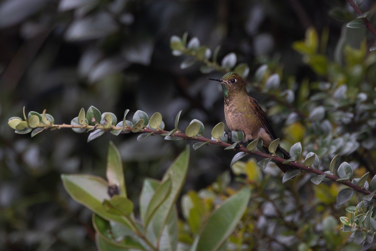 kolibřík hnědobrvý - ML616587864