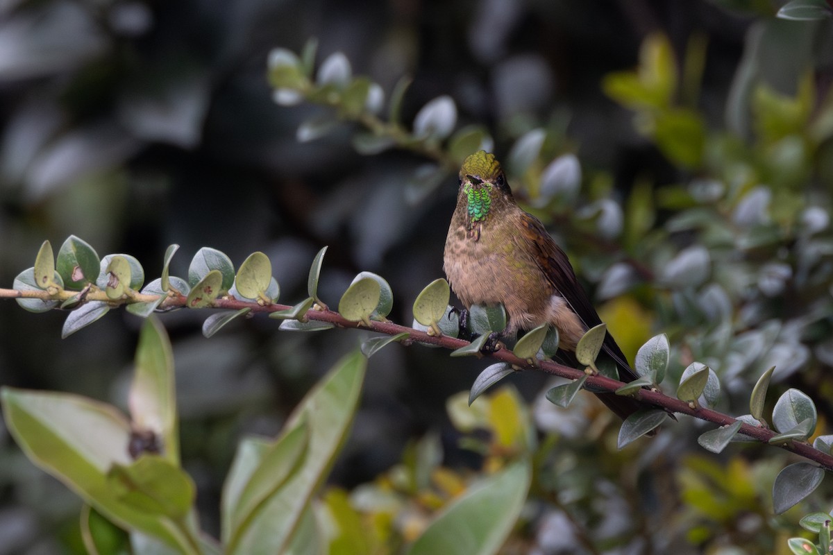 kolibřík hnědobrvý - ML616587866