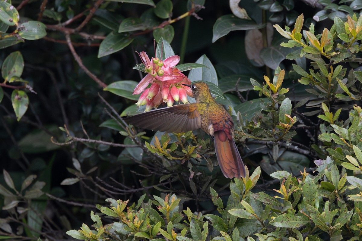 kolibřík hnědobrvý - ML616587867