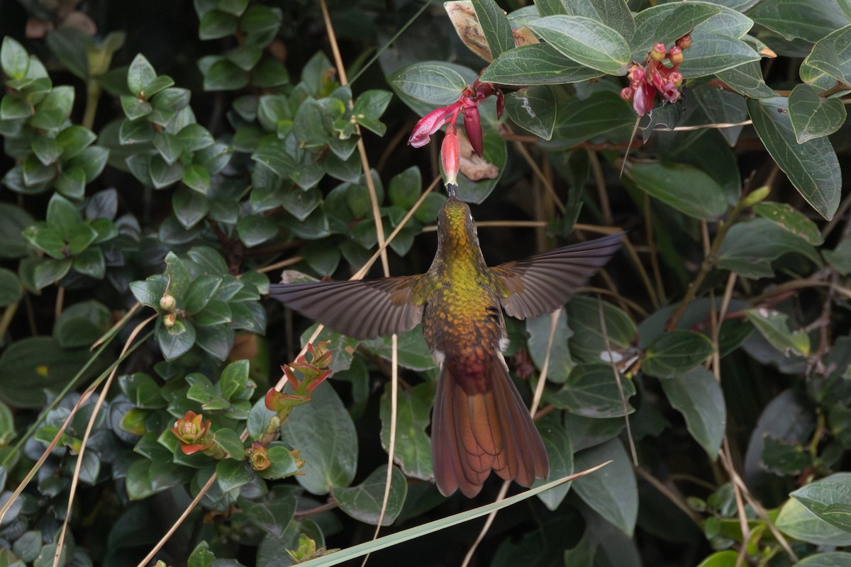 kolibřík hnědobrvý - ML616587868