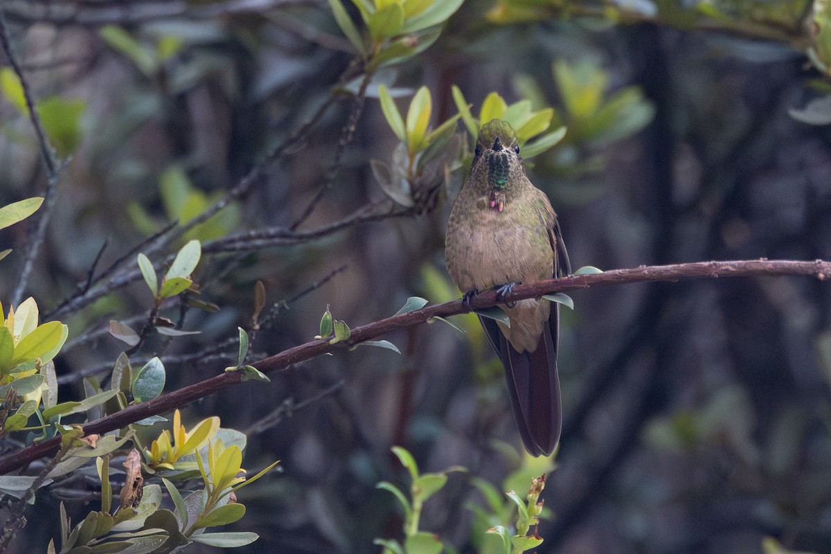 kolibřík hnědobrvý - ML616587869
