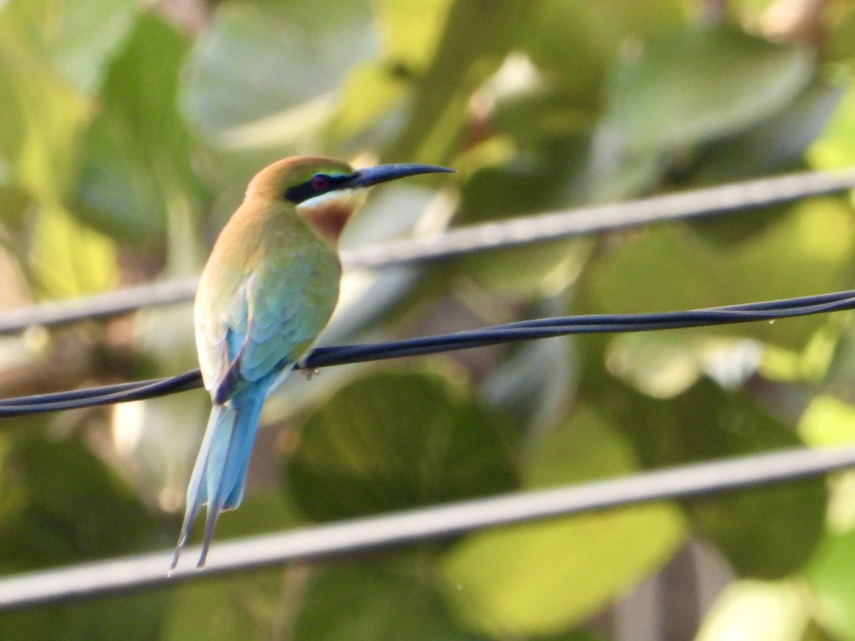 Blue-tailed Bee-eater - ML616587878