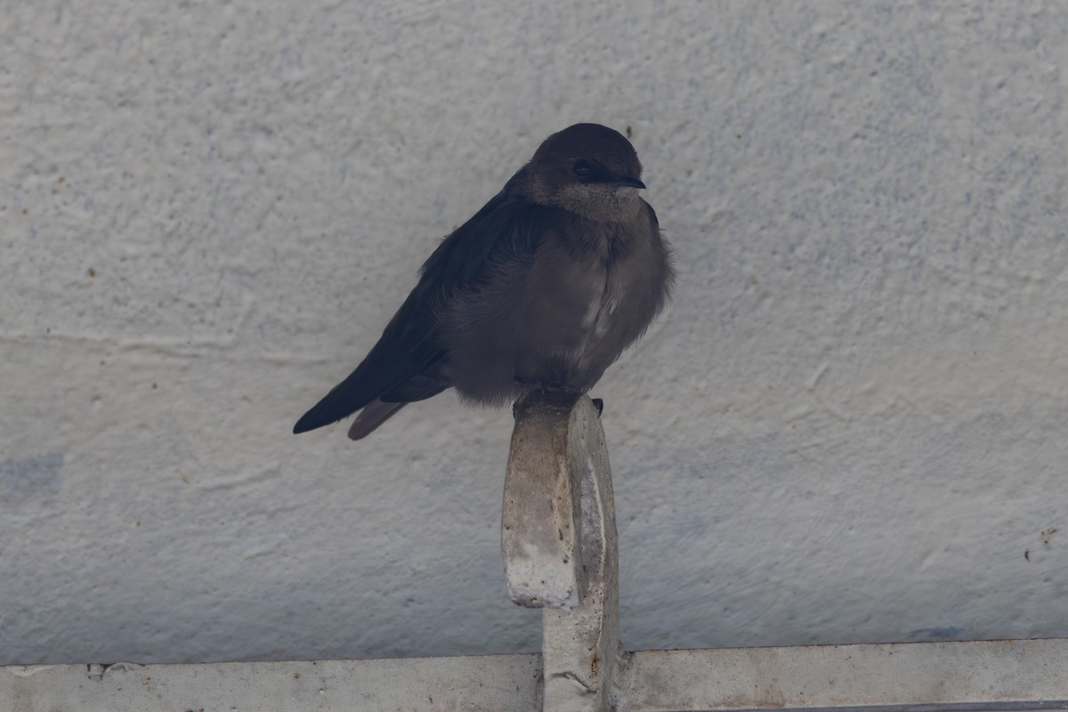 Brown-bellied Swallow - ML616587936