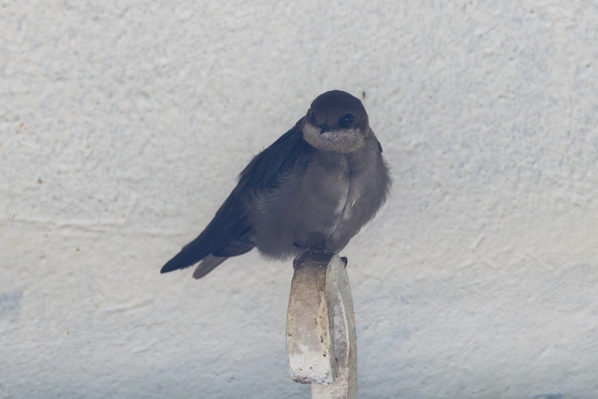 Brown-bellied Swallow - ML616587937