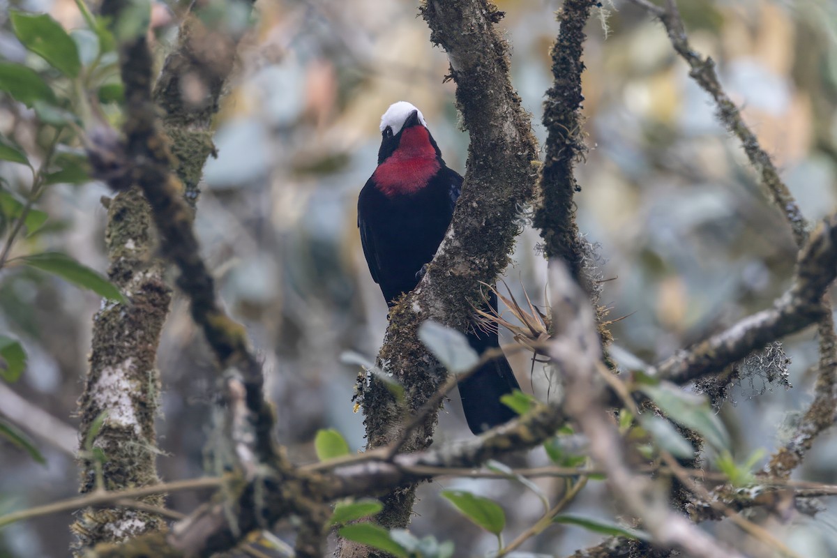 White-capped Tanager - ML616587975