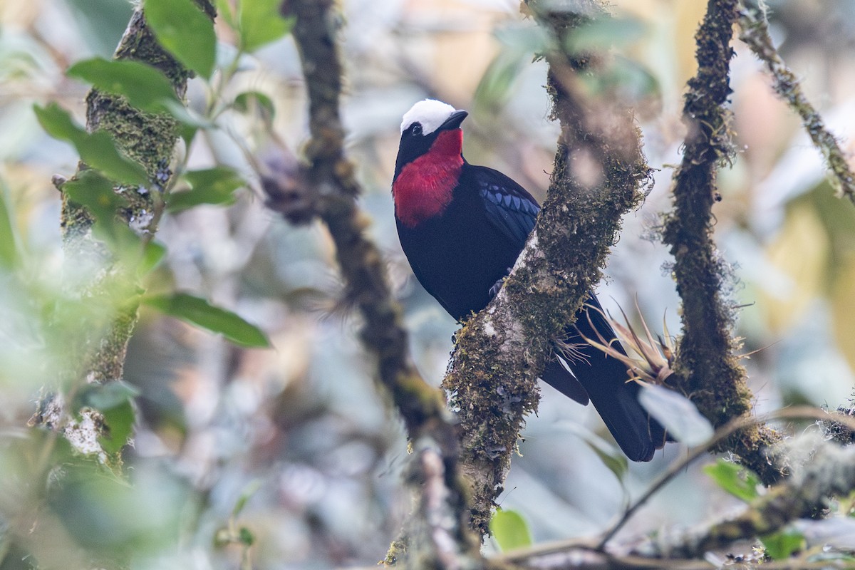 White-capped Tanager - ML616587978