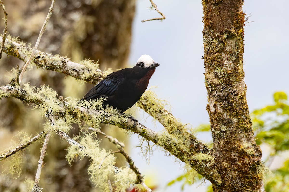 White-capped Tanager - ML616587979
