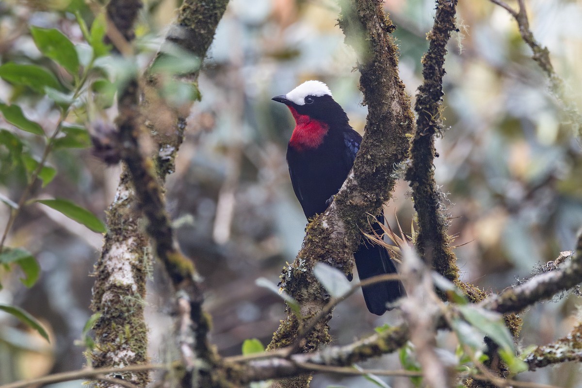 White-capped Tanager - ML616587981
