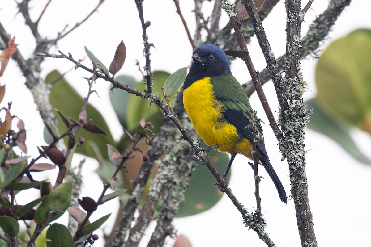 Black-chested Mountain Tanager - R M