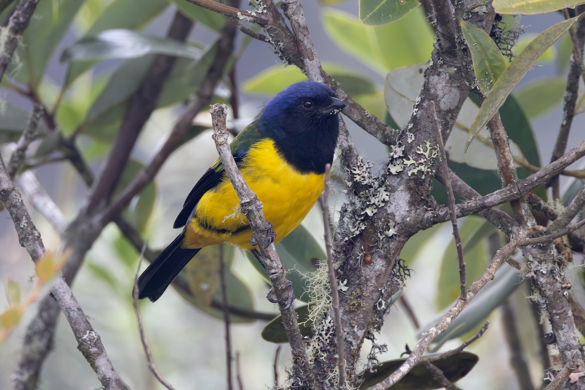 Black-chested Mountain Tanager - ML616588009