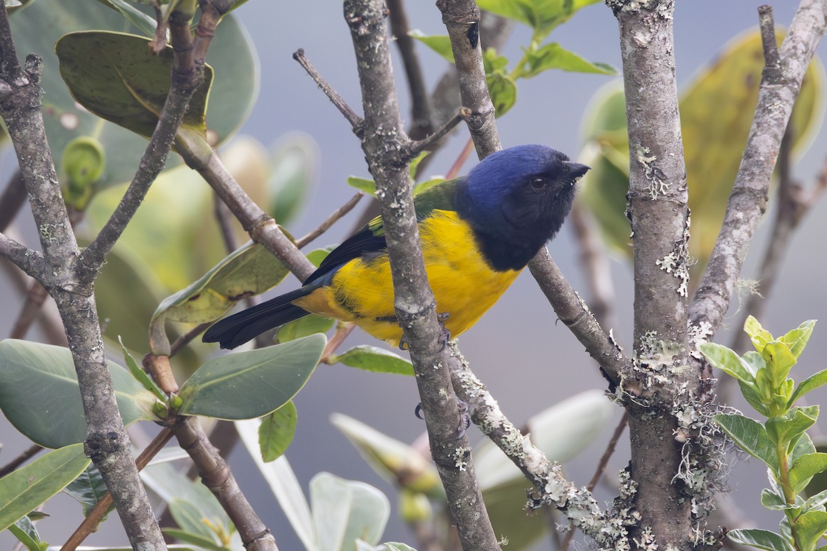 Black-chested Mountain Tanager - R M