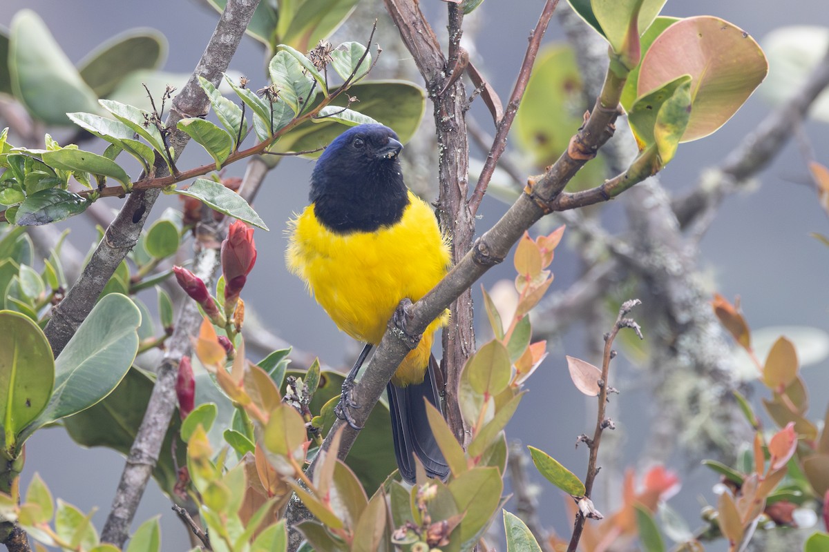 Black-chested Mountain Tanager - ML616588012