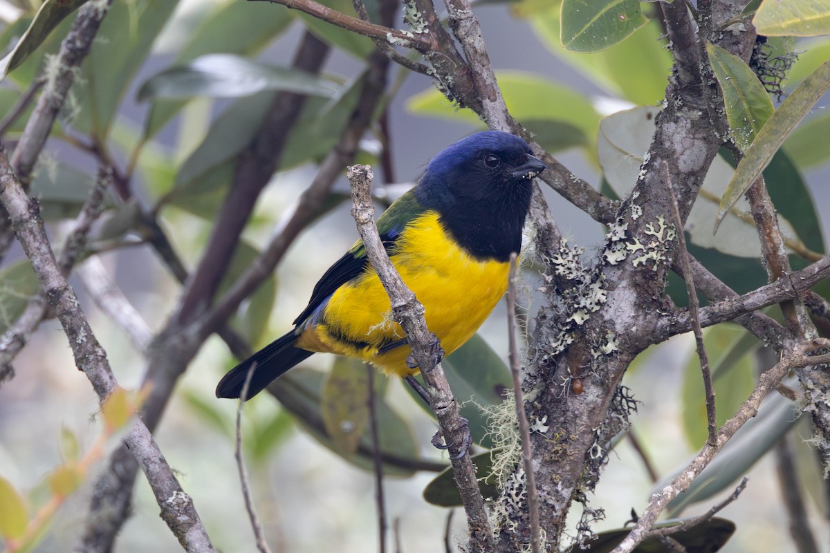 Black-chested Mountain Tanager - ML616588013