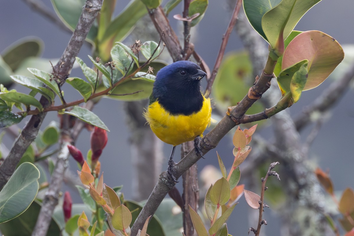 Black-chested Mountain Tanager - ML616588014