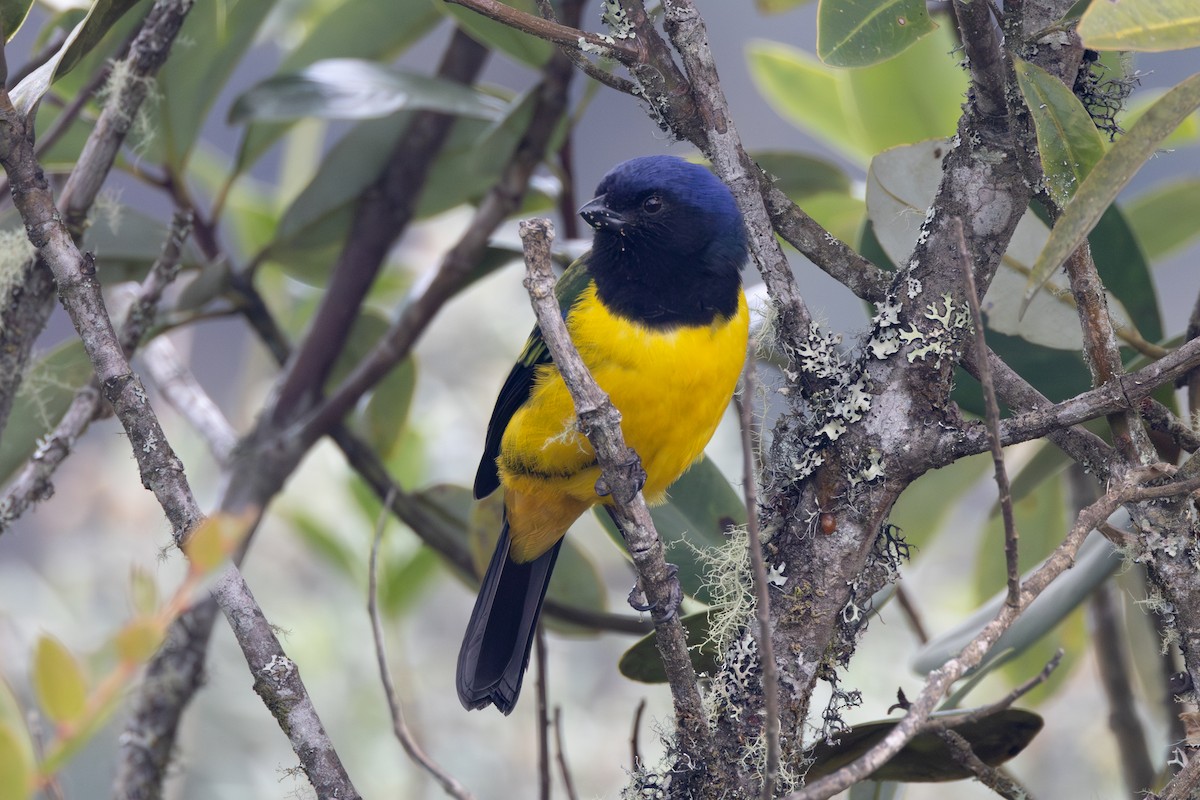 Black-chested Mountain Tanager - ML616588015