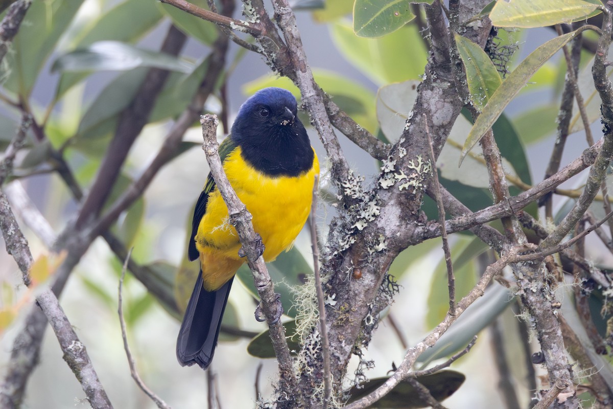 Black-chested Mountain Tanager - ML616588017