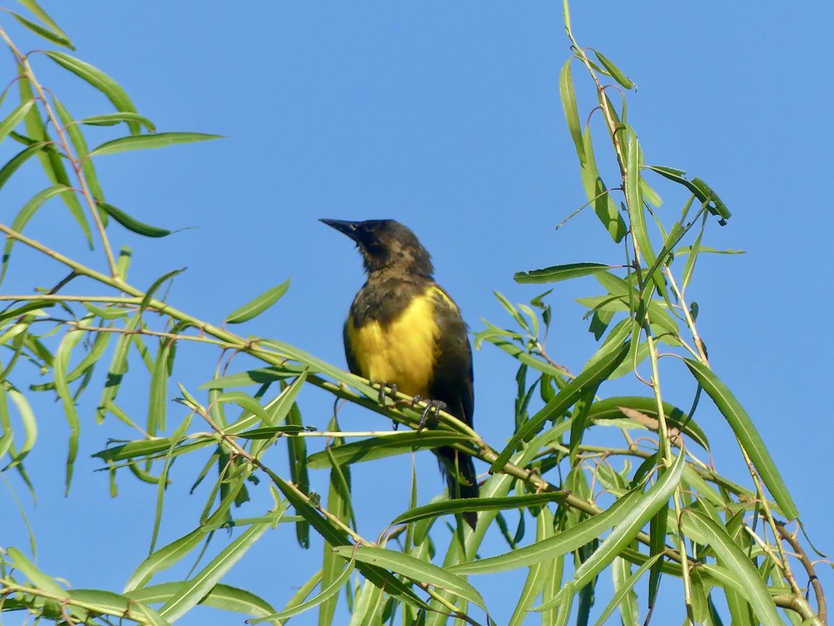 Brown-and-yellow Marshbird - Charles Duncan