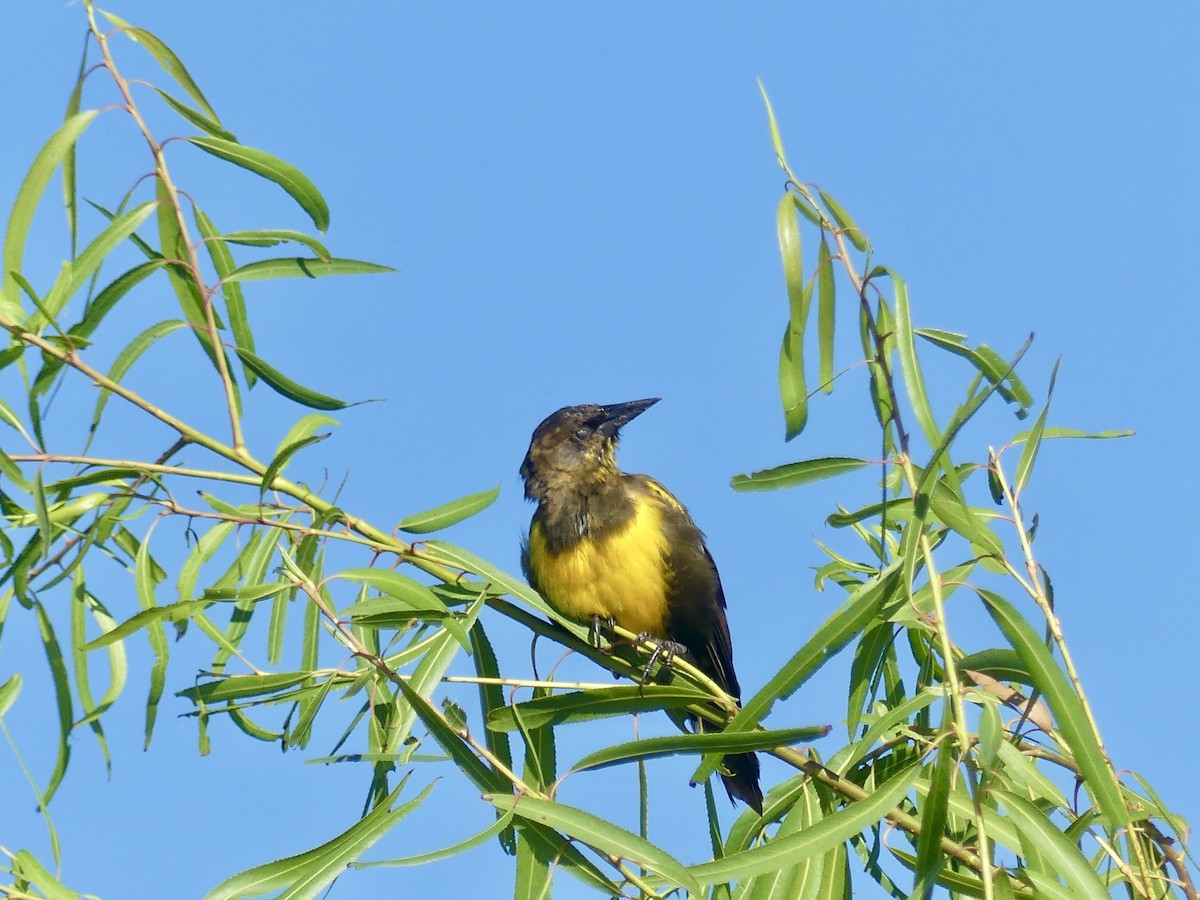 Brown-and-yellow Marshbird - Charles Duncan