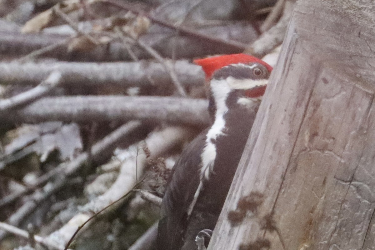 Pileated Woodpecker - ML616588089