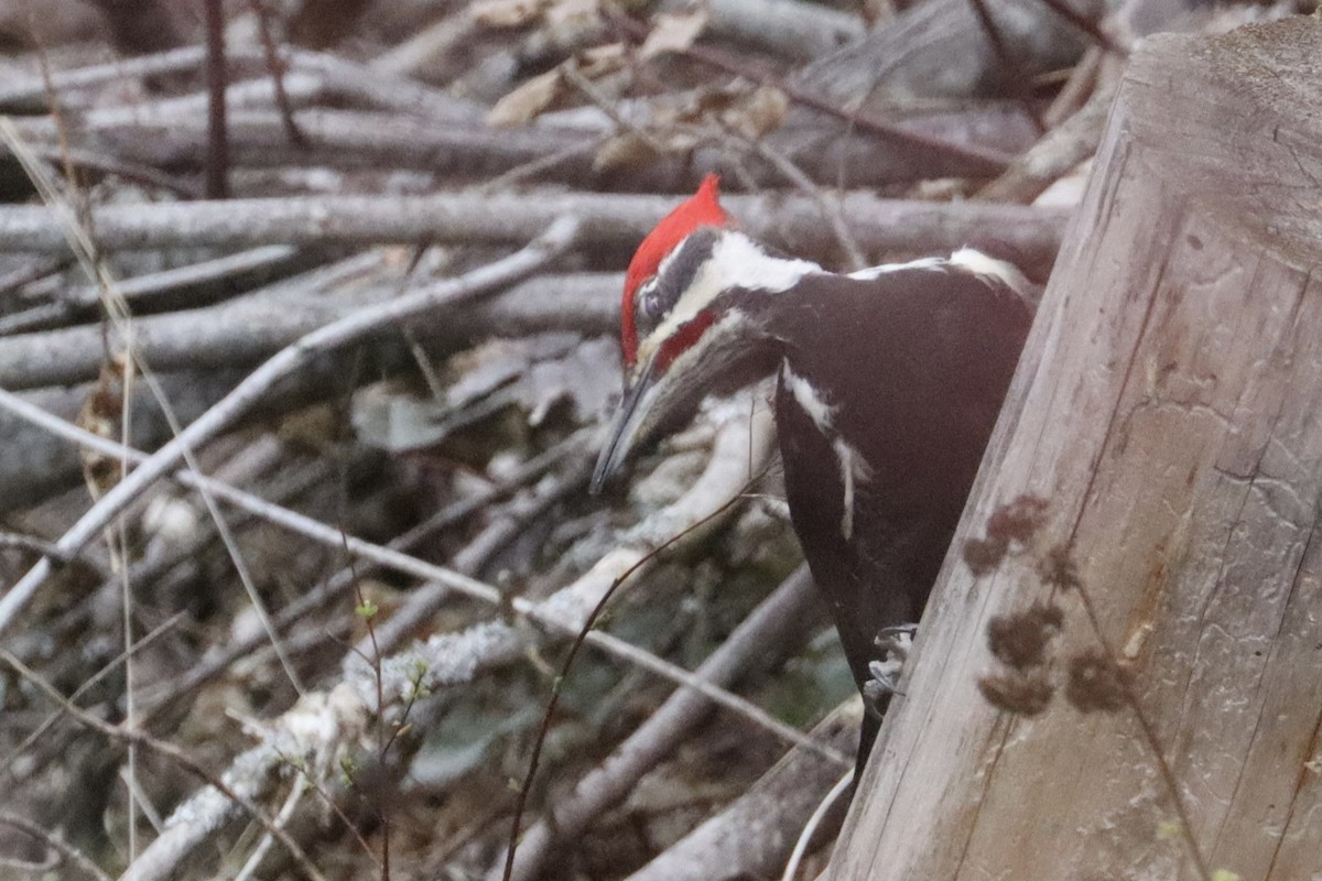 Pileated Woodpecker - ML616588090