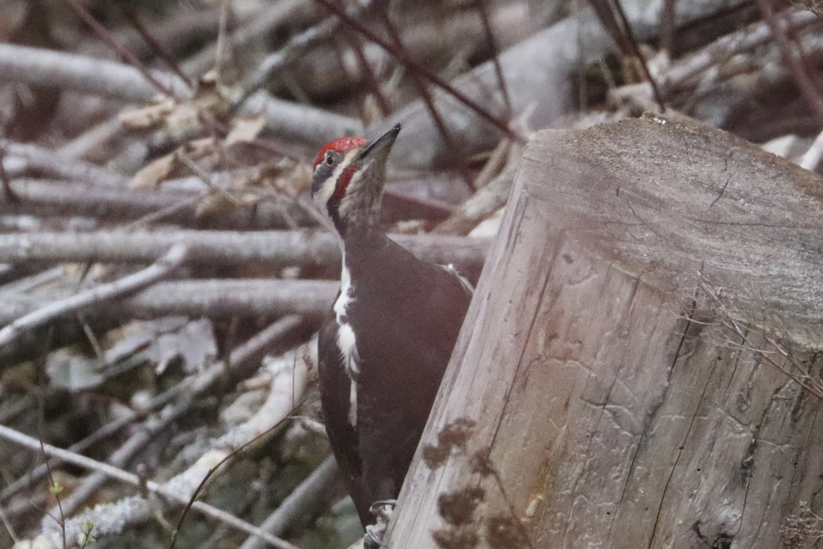 Pileated Woodpecker - ML616588091