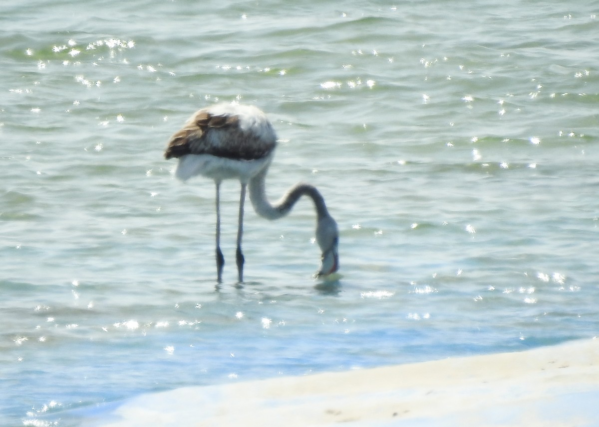 Greater Flamingo - Carlos Otávio Gussoni