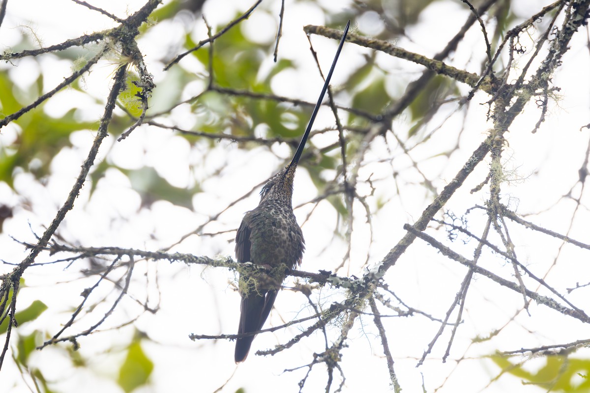 Sword-billed Hummingbird - ML616588135