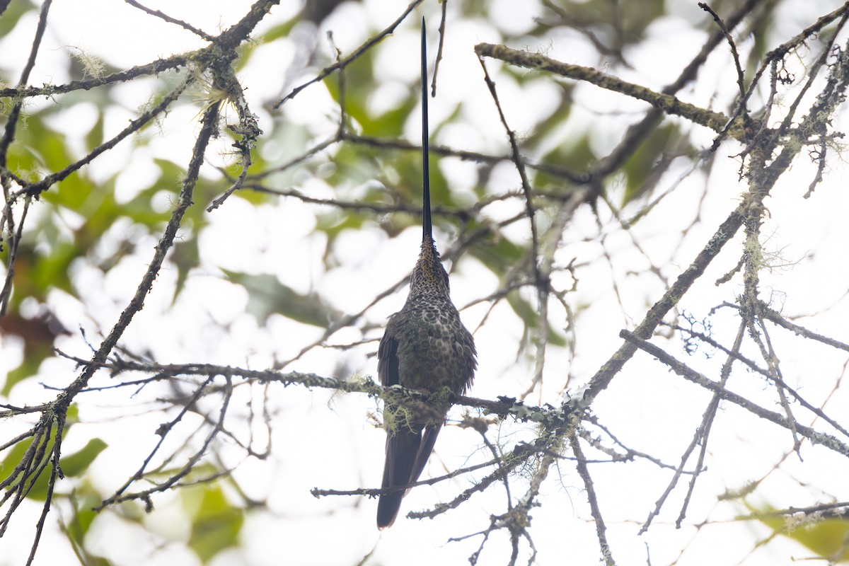Sword-billed Hummingbird - R M