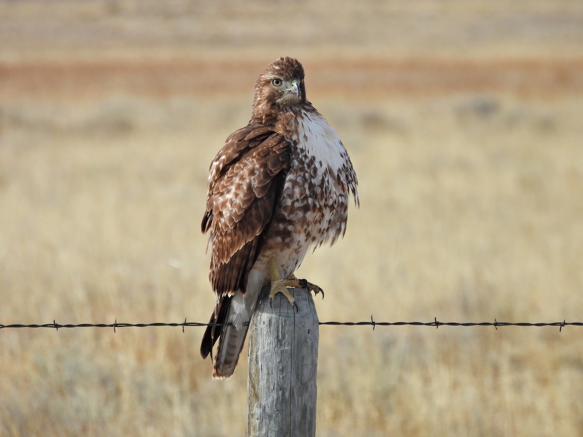 Red-tailed Hawk - ML616588172