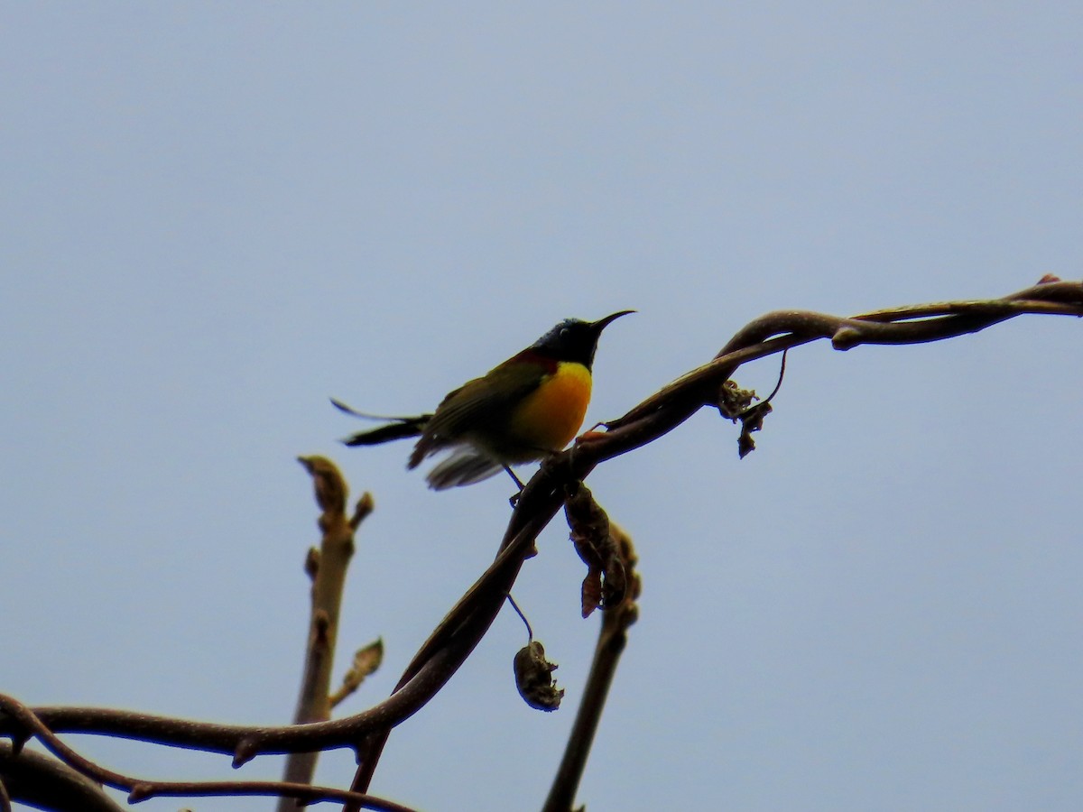 Green-tailed Sunbird - ML616588208
