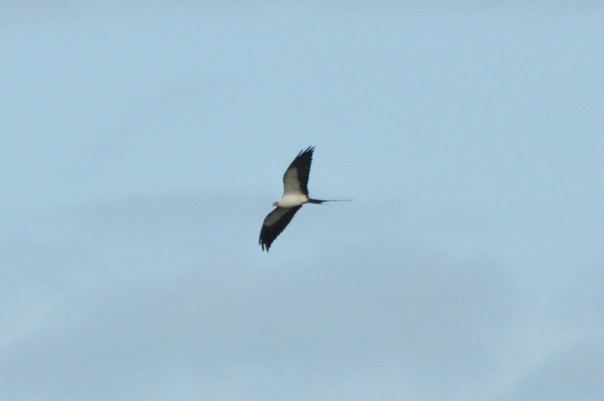 Swallow-tailed Kite - ML616588272