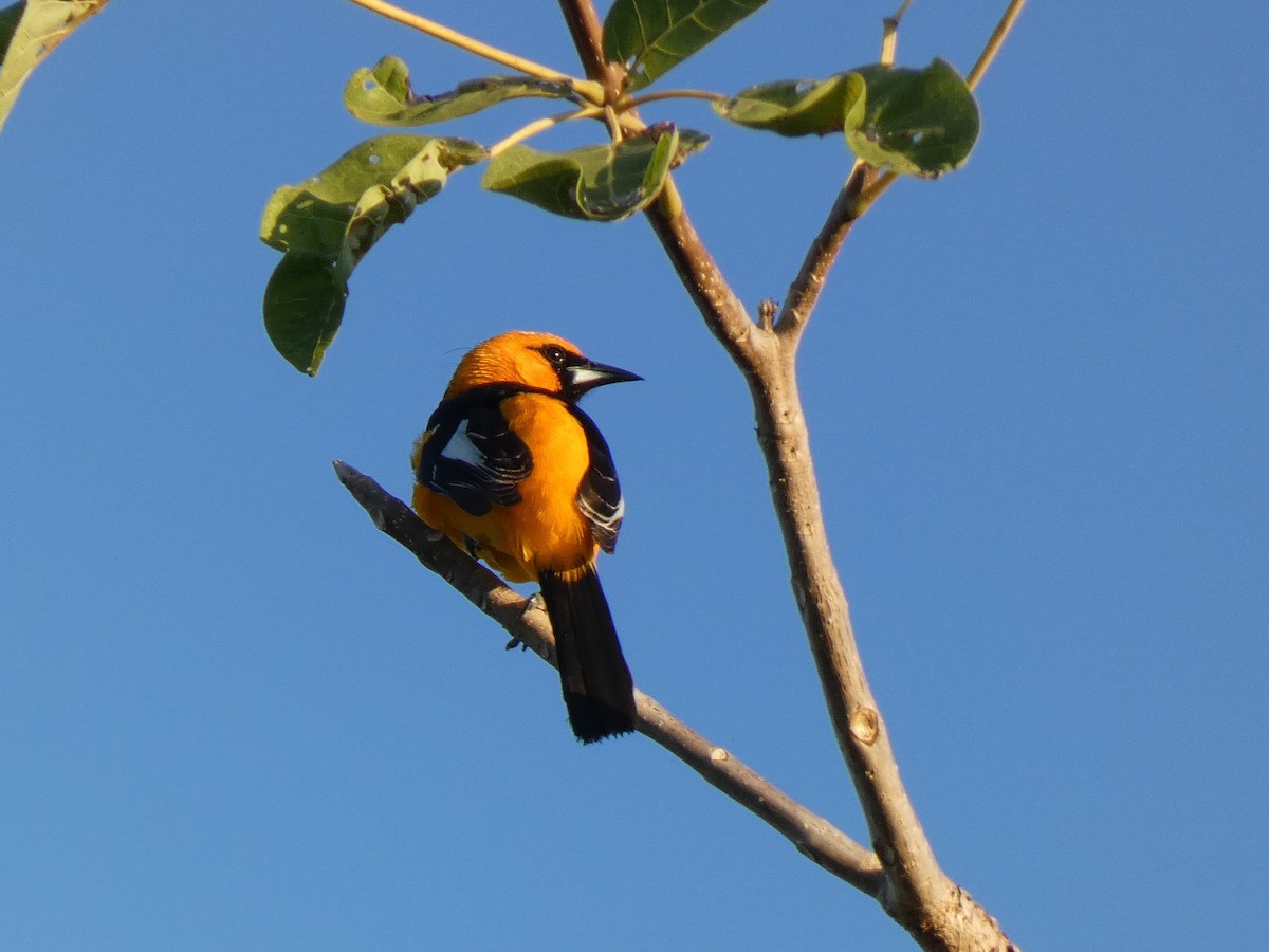 Spot-breasted Oriole - ML616588276