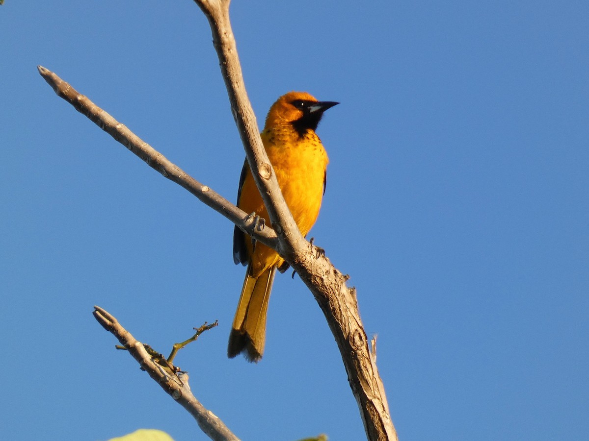 Spot-breasted Oriole - ML616588277