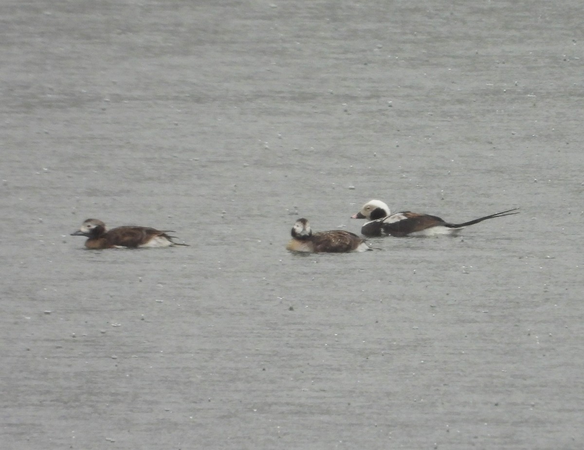 Long-tailed Duck - ML616588390