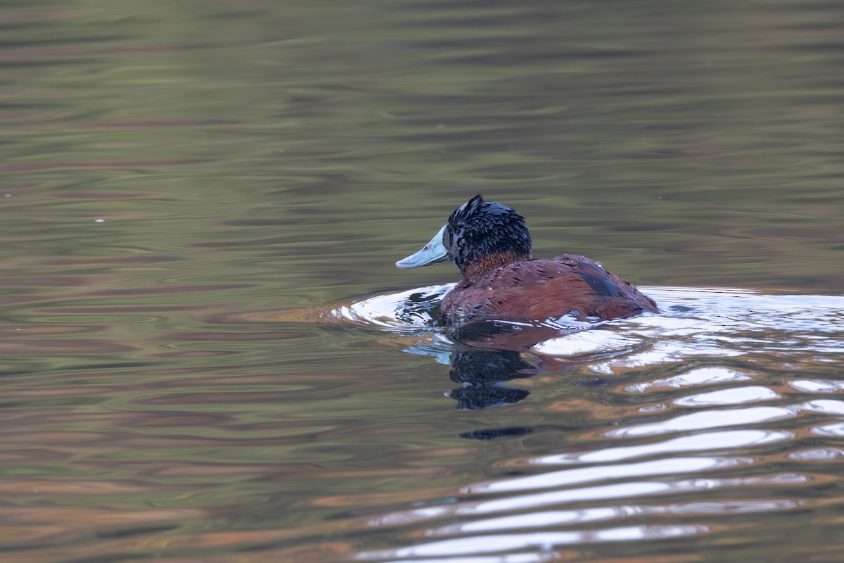 Andean Duck - ML616588413