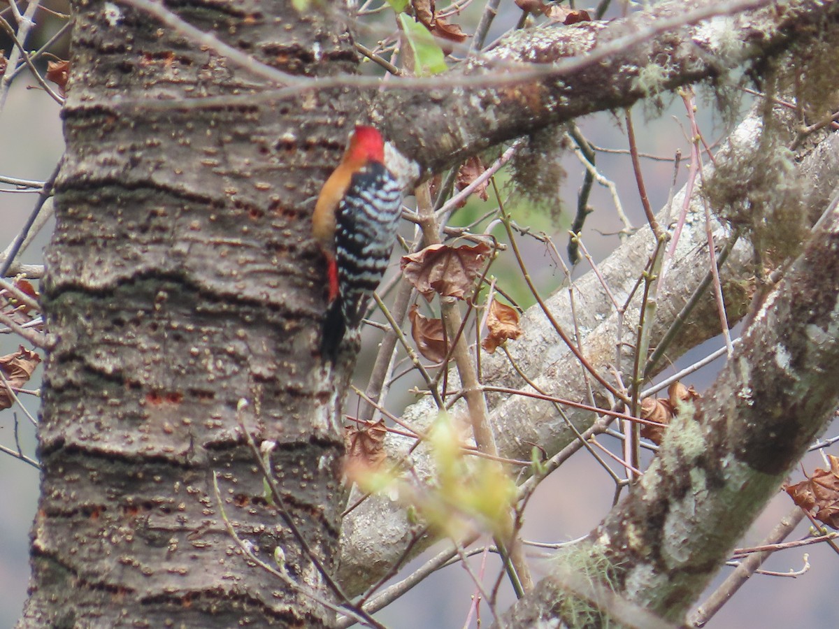Rufous-bellied Woodpecker - ML616588426